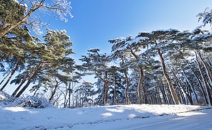 제 3경 화진포